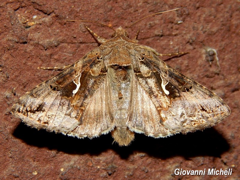 Alcune falene da confermare/identificare